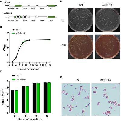 Salmonella pathogenicity island-14 is a critical virulence factor responsible for systemic infection in chickens caused by Salmonella gallinarum